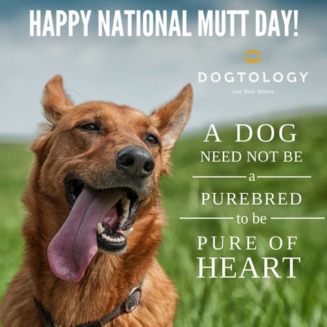 Happy National Mutt Day National Dog Day Quotes, Mutts Dogs, Mutt Puppies, National Mutt Day, Animal Calendar, Pure Of Heart, Animal Shelter Volunteer, Happy National Dog Day, Enjoy Quotes