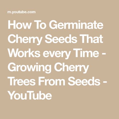 Growing Cherries, Growing Cherry Trees, How To Grow Cherries, Types Of Cherries, Cherry Seeds, Cherry Plant, Weeping Trees, Growing Ginger, Flowering Cherry Tree