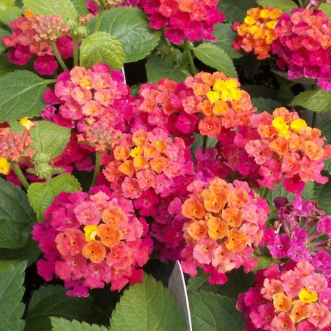 LANTANA_BANDANA_CHERRY_SUNRISE_LANTANA_GC_LANCS_02 Lantana Flower, Lantana Plant, Garden Nails, Garden Activities, Annual Flowers, Design Garden, Fruit Snacks, Greenhouses, Butterfly Garden