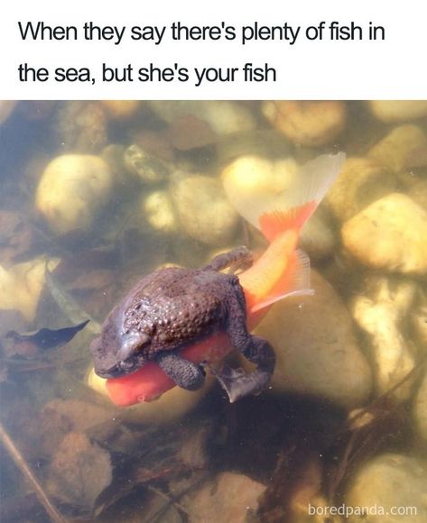 Wholesome-Loving-Relationship-Memes Plenty Of Fish, Hilarious Funny, Relationship Memes, Sea Fish, Funny Relationship, Funny Animal Pictures, Funny Animal, Wild Animals, Animal Memes