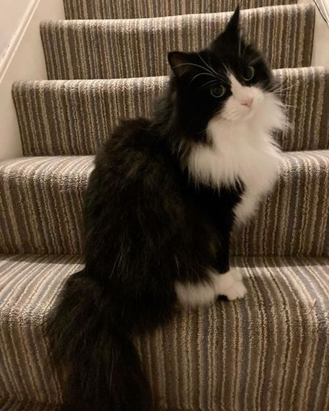 Longhair Tuxedo Cat, Super Fluffy Cat, Black And White Ragdoll Cat, Cute Tuxedo Cats, Long Haired Tuxedo Cat, Tuxedo Cats Aesthetic, Long Hair Tuxedo Cat, Fluffy Tuxedo Cat, Black And White Fluffy Cat