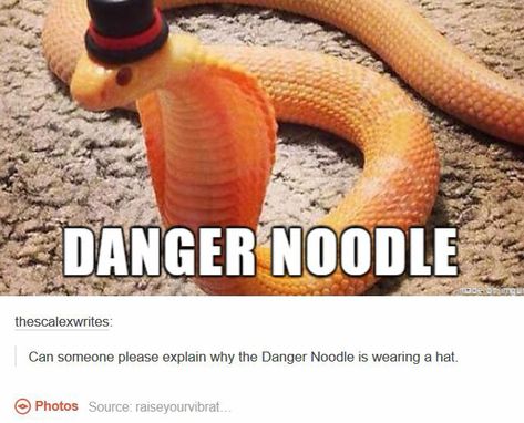 Danger noodle Alternate Animal Names, Funny Animal Names, Danger Noodle, Alternative Names, Cute Snake, Funny Names, Animal Jokes, Weird Animals, Funny Animal Pictures