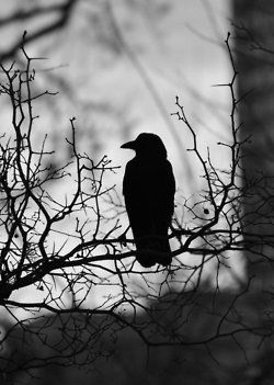 Birds Photography Art, Dark Tumblr, Arte Occulta, Raven Bird, Raven Art, Crows Ravens, Black Crow, Gothic Aesthetic, Arte Obscura