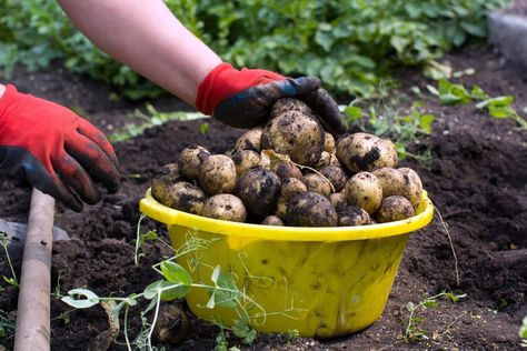 Started by chef Dan Barber, sign-up is now open to the general public. Food Supply Chain, Dan Barber, Types Of Mulch, Meat Packing, Gardening Zones, Grow Food, Growing Veggies, Buy Seeds, Leafy Plants