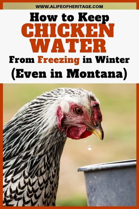 Chicken Watering System, Chickens In The Winter, Raising Chicken, Chicken Waterer, Chicken Health, Raising Backyard Chickens, Keeping Chickens, Free Range Chickens, Building A Chicken Coop