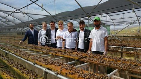 Snail Farming Housing, Snail Farming Ideas, Snail Farming, Baby Snail, Rice Plant, Storage Beds, Livestock Farming, Farm Business, Vertical Farming