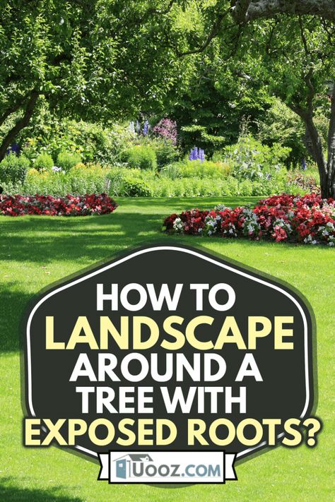 Base Of Tree Ideas, Tree Root Garden Ideas, Tree Base Ideas Outdoor, How To Landscape On A Slope, Planting Around A Tree Stump, How To Cover Exposed Tree Roots, Tree Roots Above Ground, Landscaping Around Trees With Big Roots, How To Cover Tree Roots In Yard