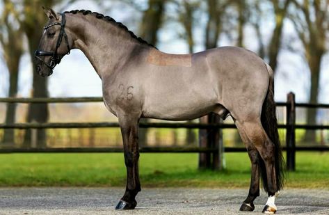 Lusitano Stallion, Kathiyawadi Horse, Aqha Horses, Lusitano Horse, Horse Coat Colors, Warmblood Horses, Gorgeous Horses, Big Friends, Dream Horse