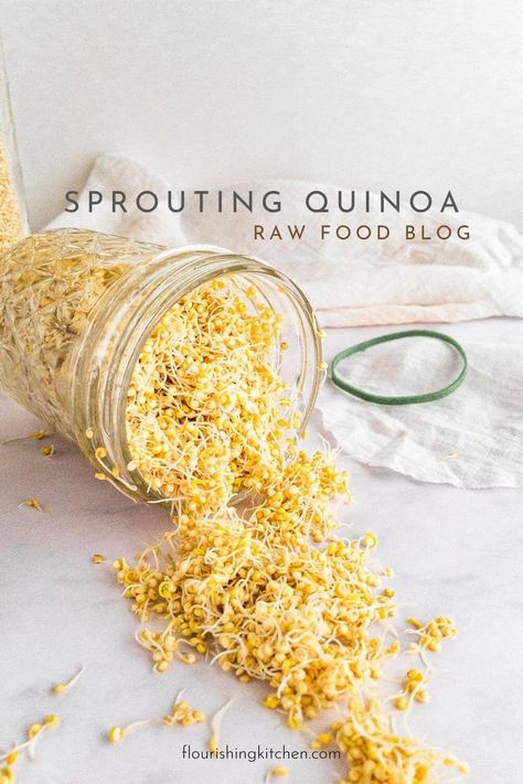 Freshly sprouted quinoa spills out from a jar onto a countertop. Sprouting Chia Seeds, Growing Quinoa, Sprouted Beans, Quinoa Salads, Sprouting Quinoa, Quinoa Seeds, What Is Healthy Food, Growing Sprouts, Vegetarian Quinoa