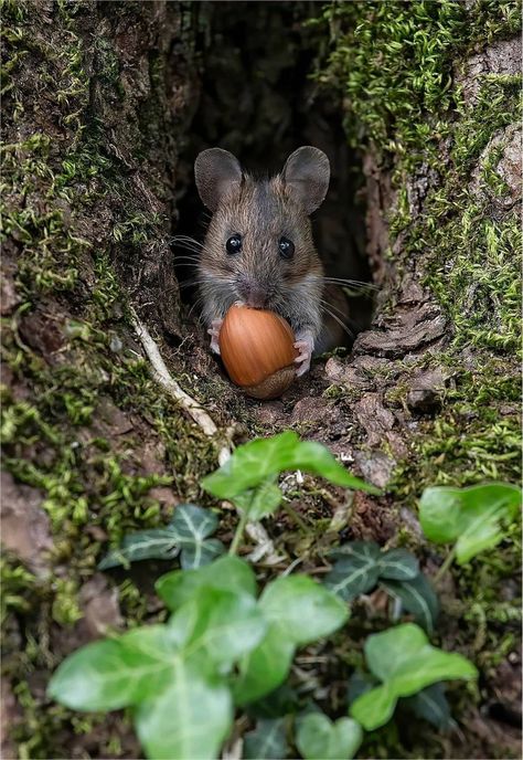 Matka Natura, Pet Mice, Haiwan Peliharaan, Cute Animal Photos, Wildlife Animals, Woodland Creatures, Sweet Animals, Animal Photo, Cute Little Animals