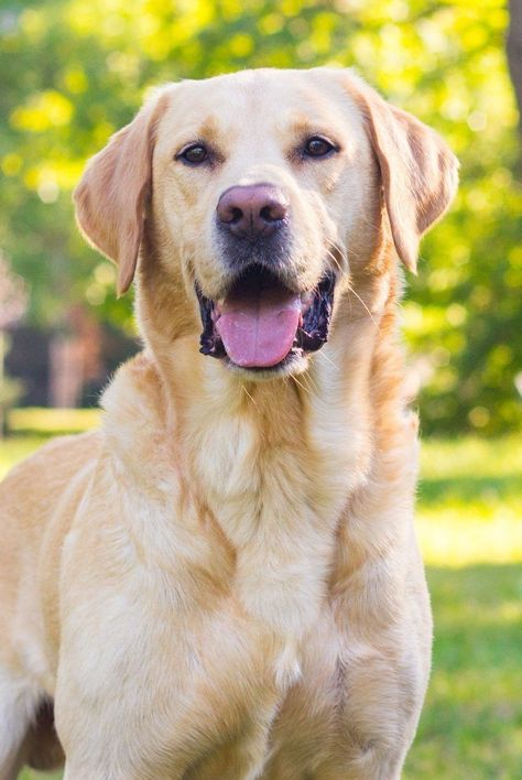 New data from the American Kennel Club says that the Labrador Retriever is the most popular dog in the country, followed by French bulldogs, golden retrievers, German shepherds, and poodles. #diypets #diyprojects #marthastewart #petbeds #petfurniture #pets Popular Dog, Golden Retrievers, Dog Breeds, Labrador Retriever, Labrador, Most Popular