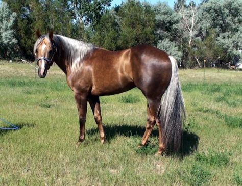 . Sooty Palomino Horse, Sooty Palomino, Palomino Stallion, Horses Stallions, Chocolate Palomino, Quarter Horse Stallion, Horse Coat Colors, Horse Reference, Palomino Horse