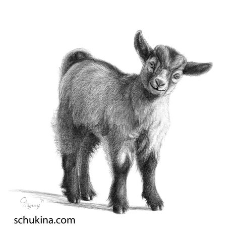 Goat baby G097 by sschukina on DeviantArt Miniature Goats, Goat Paintings, Goat Logo, Goat Art, Scratchboard Art, Pencil Drawings Of Animals, Baby Goat, Cute Goats, Baby Goats