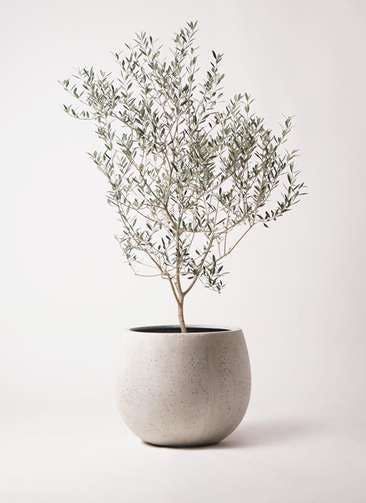 Indoor Olive Tree, Potted Olive Tree, Olive Plant, Tree Interior, Wabi Sabi Interior, Indoor Tree, Potted Plants Outdoor, Studio Foto, Faux Tree