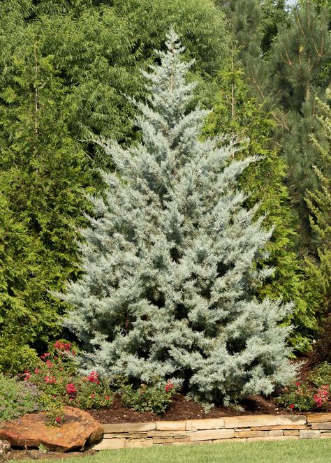 Cypress Blue Ice Arizona - Tree Top Nursery & Landscape Inc. Arizona Cypress, Cypress Plant, Nursery Landscape, Giant Arborvitae, Thuja Green Giant, Blue Cypress, Leyland Cypress, Fast Growing Evergreens, Landscaping With Boulders