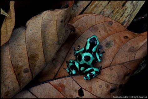 Poison Dart Frog, Poison Dart, Frog Sitting, Dart Frog, Animale Rare, Frog And Toad, Tree Frogs, Reptiles And Amphibians, Naha