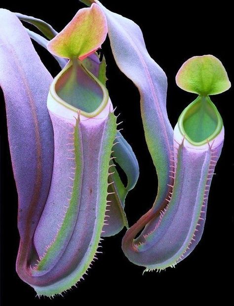 Plantas carnívoras                                                                                                                                                                                 Más Plante Carnivore, Strange Flowers, Weird Plants, Plant Fungus, Pitcher Plant, Unusual Plants, Unusual Flowers, Carnivorous Plants, Rare Flowers