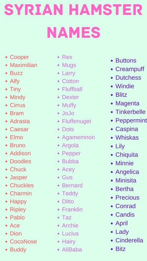 Syrian Hamster Names, Cute Names For Hamsters, Cute Bunny Names List, Hamster Names Ideas, Guinea Pig Names, Rpg Names, Hamster Ideas, Barbie Pets, Cute Animal Names