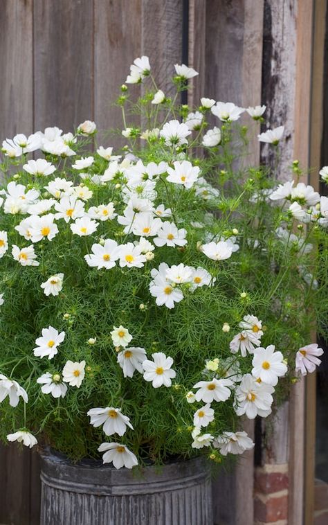 Cosmos Bipinnatus, Potager Garden, Container Gardening Flowers, Cosmos Flowers, Cut Flower Garden, Outdoor Flowers, Garden Containers, Annual Flowers, Container Flowers