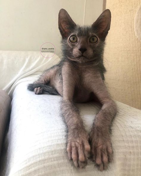 Elf,Dwelf,Sphynx,Bambino on Instagram: “I’m a little werewolf 🥰🐺💙 Sahasrara Venus The Morning Star” Dwelf Cat, Werewolf Cat, Elf Cat, The Morning Star, House Cats, Creepy Cat, Reference Drawing, Gorgeous Cats, Fluffy Cat