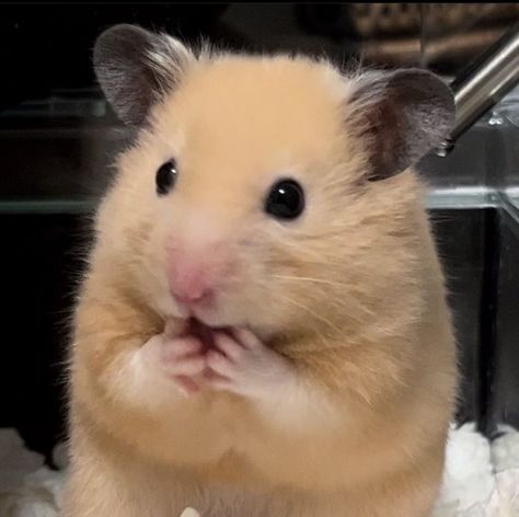 Hamster Aesthetic, Hamster Cute, Hamster Pics, Haiwan Comel, Baby Hamster, Cute Hamster, Funny Hamsters, A Hamster, Cute Small Animals