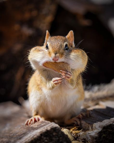 Adorable squirrel eating nut on stony ground · Free Stock Photo Squirrel Eating Nut, Baby Flying Squirrel, Eating Acorns, Squirrel Photo, Inktober Inspiration, Squirrel Drawing, Squirrel Eating, Squirrel Feeders, Squirrel Pictures