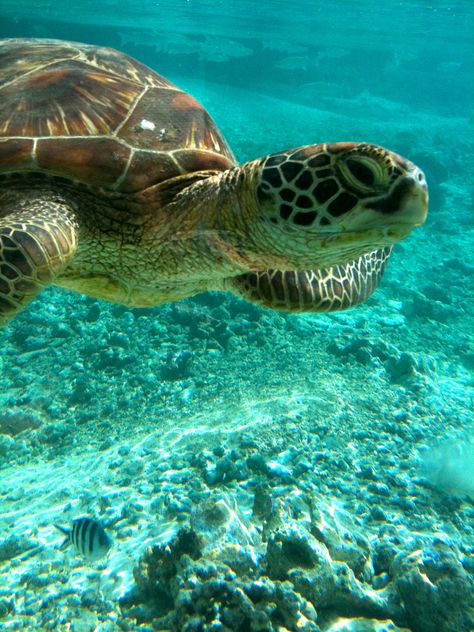 Swimming In The Ocean, Fauna Marina, Tortoise Turtle, Turtle Love, Green Turtle, Cute Turtles, A Turtle, Sea Turtles, Marine Animals