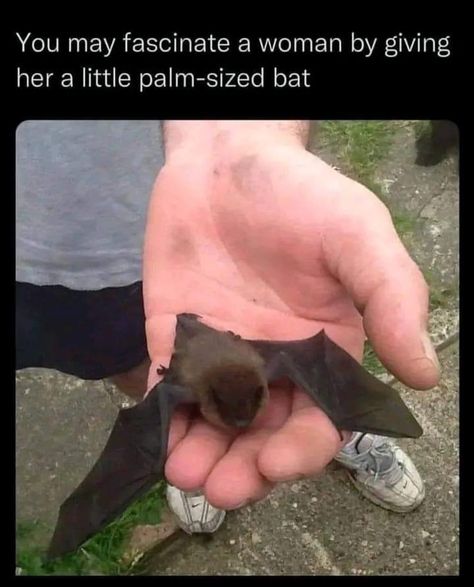 Cute Bat, Pretty Animals, Silly Animals, Funny Animal Memes, Cute Animal Photos, Cute Creatures, Animal Photo, Cute Little Animals, Animal Memes