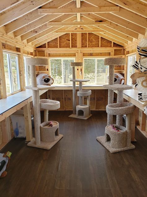 Cat Shed Ideas, Outdoor Cat Shed, Cat Room For Multiple Cats, Cat Breeding Room, Cattery Ideas Cat Room Indoor, Cat Sanctuary Ideas Indoor, Foster Cat Room, Cat Sanctuary Ideas, Cat Cage Ideas