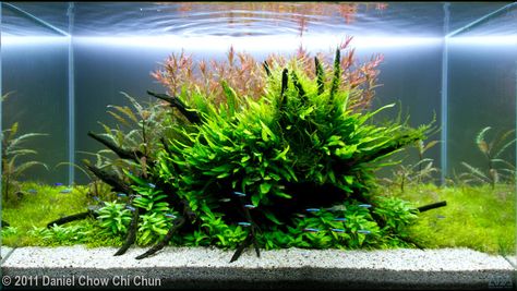 Island Aquascape, Freshwater Aquascape, Aqua Scape, Aquarium Inspiration, Ravages Of Time, Tanaman Air, Aquarium Garden, Aqua Tank, Aquarium Set