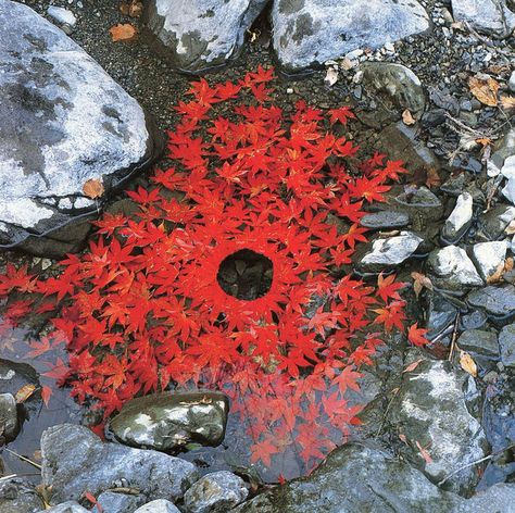 fall leaves - environmental art by Andy Goldsworthy  Nature is so amazing in it's ability to use the circle as a form. A circle is considered to be a sacred form of harmony and peace, symbolizing wholeness, perfection, and infinity. Plato called the circle the soul. For more shamanic perspecive see the book, Shamanic Gardening: Timeless Techniques for the Modern Sustainable Garden, by Melinda Joy Miller. Ephemeral Art, Andy Goldsworthy, Nature Artists, Earth Art, Outdoor Art, Land Art, Environmental Art, Pics Art, Art Movement