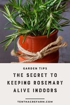 Potted Rosemary, Growing Rosemary Indoors, Growing Herbs Inside, Herbs Growing, Gardening Herbs, Growing Rosemary, Grow Herbs, Rosemary Plant, Herb Gardens