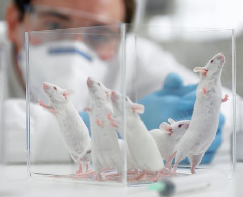 Scientists Split As Genetics Lab Scales Down Animal Tests...  http://flip.it/ev-00a Genetic Modification, Stop Animal Testing, Human Lungs, Funny Test, Oprahs Book Club, Art Theme, Tough Love, Medical Research, Dna Test