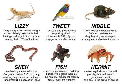 tag yourself, im snek and nibble Tag Yourself Funny, Tag Yourself Meme, Tag Urself, Which Character Are You, Aesthetic Types, Tag Yourself, Niche Memes, Very Angry, Silly Images