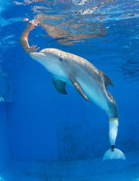 Winter the Dolphin at the Clearwater Marine Aquarium Winter The Dolphin, Dolphin Tale 2, Dolphin Tale, Clearwater Marine Aquarium, Bottlenose Dolphin, Water Animals, A Dolphin, Marine Aquarium, Jetski