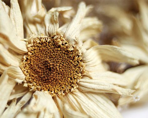 Pike Trickfoot, Autumn Whispers, Billy Kidd, Pastel Garden, Farm House Colors, Macro Flower, Flower White, Garden Wall Decor, Indian Summer