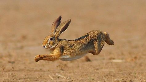 How do rabbits move? | Reference.com Hare Jumping, Rabbit Leaping, Jumping Rabbit, Rabbit Jumping, Rabbit Run, Wild Rabbit, Bunny Drawing, Animal Study, Jack Rabbit