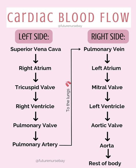 Nursing School Studying Cheat Sheets, Emt Study, Nursing School Inspiration, Medical Terminology Study, Medical Assistant Student, Paramedic School, Nursing School Essential, Medical School Life, Nursing School Motivation