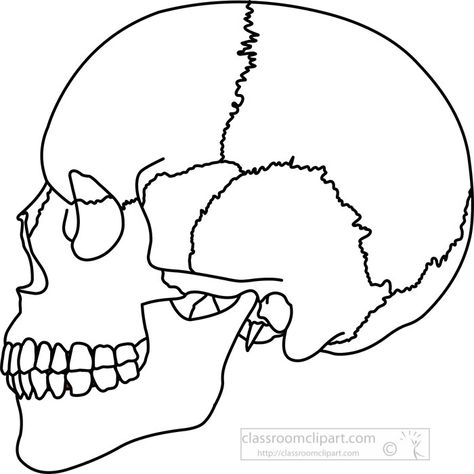 Anatomy Black and White Outline Clipart - black-outline-human-skull-side-view-anatomy-clipart - Classroom Clipart Anatomy Black And White, Anatomy Clipart, Skull Side View, Skull Clip Art, Skull Outline, Teeth Tips, Black And White Outline, Skull Clipart, Skull Anatomy