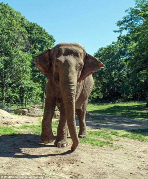 ** At the end of this very sad article, there are two links to petitions -- PLEASE SIGN THEM!!! Thank you!!! ** Happy, The Loneliest Elephant Who Has Lived in Captivity for 35 Years Elephant Zoo, All About Elephants, Bronx Zoo, Nyc Summer, Elephant Sanctuary, Animal Rights Activist, Asian Elephant, Animal Advocacy, Big Animals