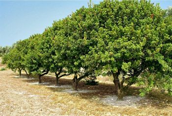 Cultivation of mastic trees Mastic Tree, Greek Flowers, Mastic Gum, Tree Spirit, Aegean Sea, Tree Forest, Small Trees, Flowering Trees, Permaculture