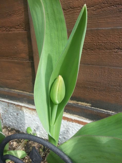 Tulip bud Tulip Bud, Nature Reflection, Freedom Art, Tulips, Media, Plants, Floral, Green, Art