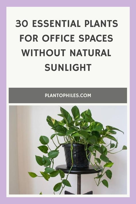 Discover plants that excel in the darkest of spaces with our guide to the 30 best options for offices without windows—bring your office to life! Best Plants For Office With No Window, Office Plants No Sunlight, Office With No Windows Ideas, Plants For An Office, Best Plants For Office, Office Without Windows, Office With No Windows, Plants For Office, Best Office Plants