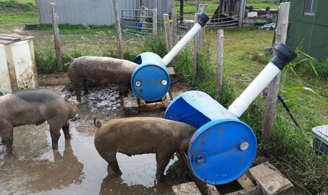 Simple Pig Pen Ideas, Hog Fence Ideas Pig Pen, Pig Feed Trough Ideas, Diy Hog Pen, Pig Pens Diy, Pig Feeders Ideas, Pig Feeding Trough, Diy Goat Grain Feeder, Diy Pig Feeder Ideas