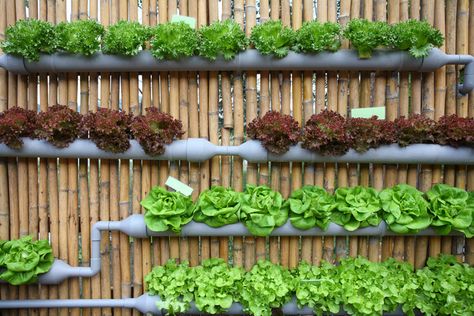 Vertical garden, urban gardening, vertical gardening, gutter plants, lettuce, edible climbers Tanaman Air, Vertical Vegetable Gardens, Backyard Aquaponics, Gutter Garden, Vertical Vegetable Garden, Vertical Herb Garden, Plants Growing, Vertical Gardens, Pallet Garden