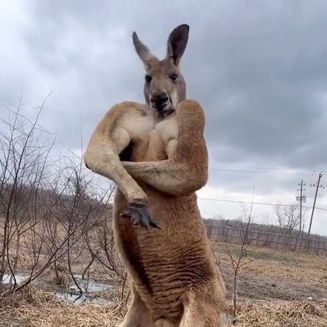 Treecard on Instagram: "Flexin’ for a Valentine’s date... 😅🦘 Seriously though, male kangaroos will often do a variety of poses to show off their muscular arms to females, and their forearm size can be a huge asset in their finding a mate #MondayMotivation 😂💪 Keep wildlife wild with the Treecard app - link in bio! 🐦 arsivbiltek" Muscular Kangaroo, Male Kangaroo, Muscular Arms, Of Poses, Show Off, Kangaroo, Link In Bio, Contemporary Art, Quotes