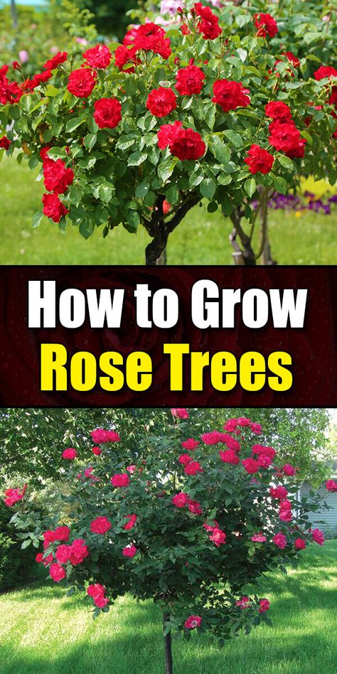 Rose Trees In Pots, Rose Tree Landscape, Rose Planting Ideas How To Grow, Knockout Rose Tree, Woodland Yard, Roses Garden Care, Rose Bush Care, Roses Home Decor, Gardening Knowledge