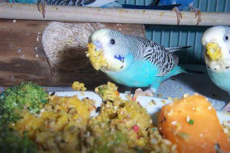 Budgie Food Recipes, Budgie Chop Recipes, Parakeet Food Ideas, Budgie Food List, Buggies Birds, Budgie Room, Diy Bird Toys Parakeets, Bourke Parakeet, Baby Parakeets