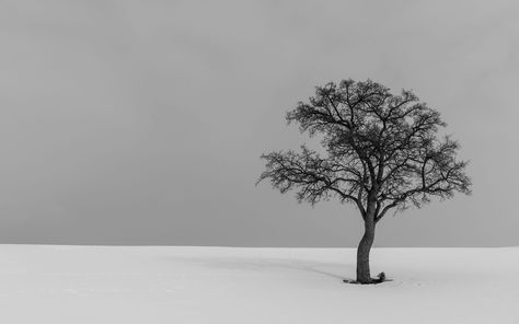 Download wallpaper 3840x2400 tree, minimalism, bw, lonely 4k ultra hd 16:10 hd background Ipad Pro Background, Minimal Desktop Wallpaper, Hd Ipad Wallpapers, 4k Desktop Wallpapers, Pc Desktop Wallpaper, Hd Wallpapers For Laptop, Macbook Air Wallpaper, Ipad Pro Wallpaper, Ultra Hd 4k Wallpaper