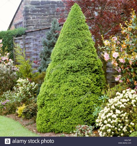 Picea glauca - var. albertiana `Conica' CON012332 Stock Photo Picea Glauca, Four Season, Small Gardens, Four Seasons, Stepping Stones, New England, High Resolution, Stock Images, Resolution